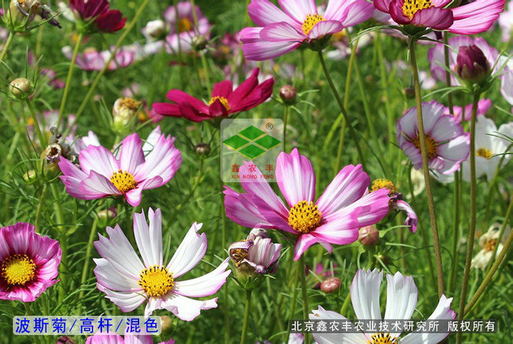 波斯菊種子格桑花種子